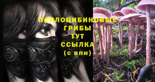 прущие грибы Баксан
